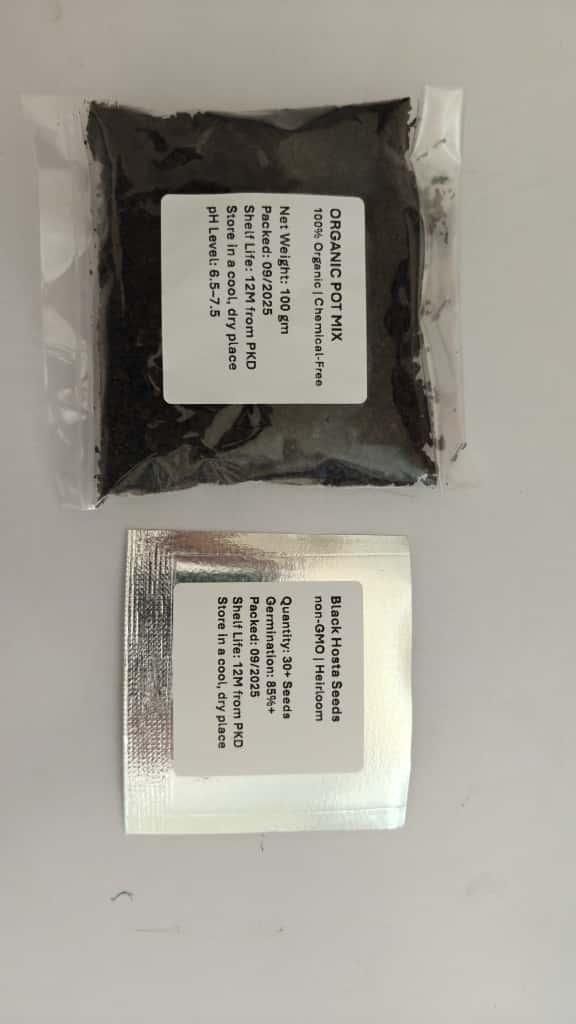 Black Hosta Seeds + 100 grams Organic Pot mix Free