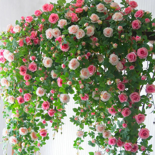 🌹 Mixed-color Climbing Rose—Year-Round Blooming Flower Seeds (UK Imported)