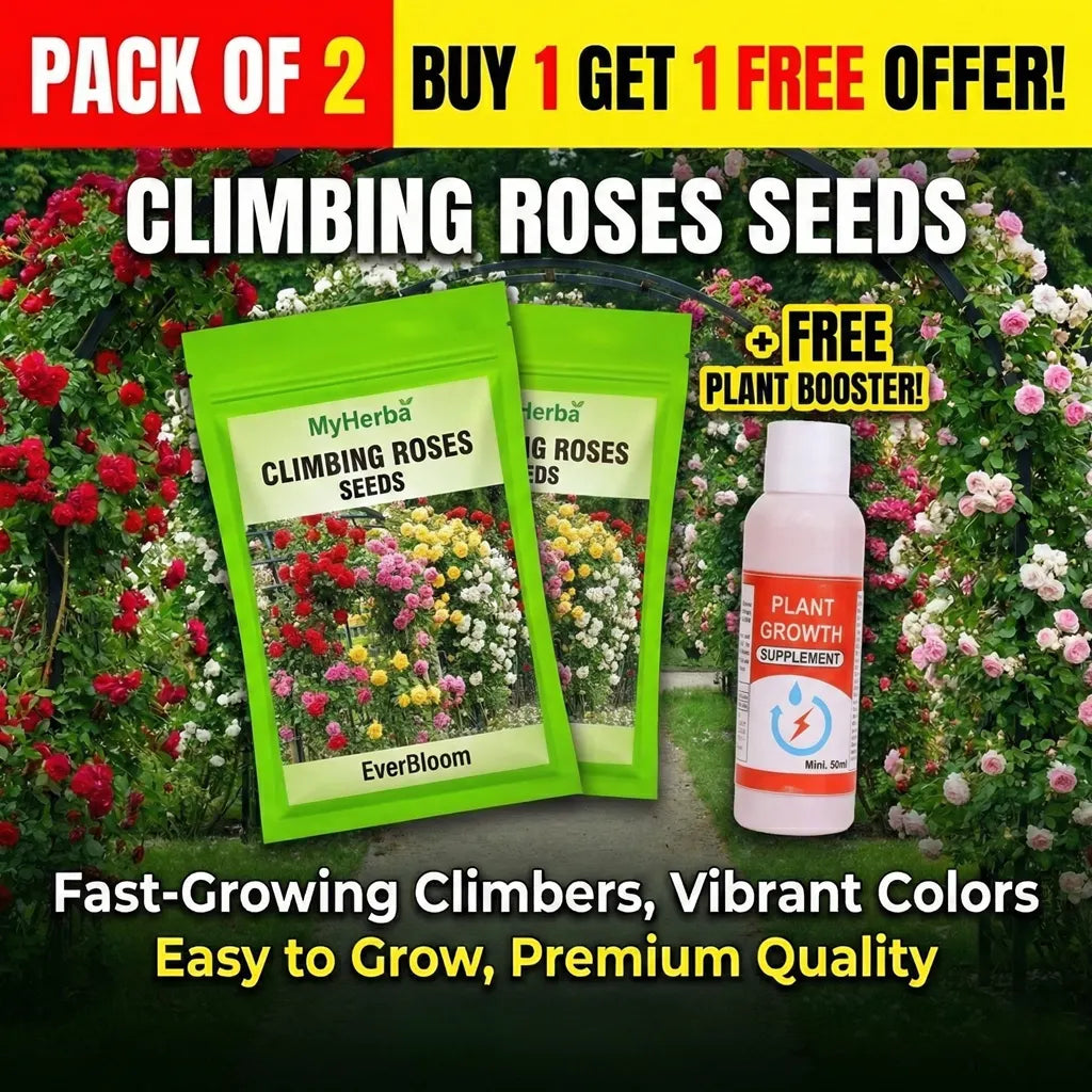 Elegant Climbing Rose Flower Seeds - BUY 1 PACK, GET 1 PACK FREE!