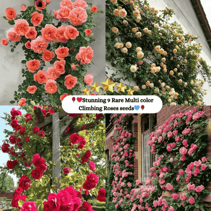 🌹 Mixed-color Climbing Rose—Year-Round Blooming Flower Seeds (UK Imported)