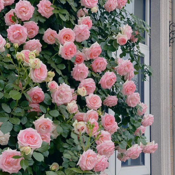 🌹 Mixed-color Climbing Rose—Year-Round Blooming Flower Seeds (UK Imported)