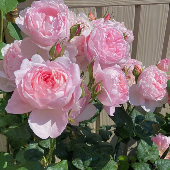 🌹 Mixed-color Climbing Rose—Year-Round Blooming Flower Seeds (UK Imported)