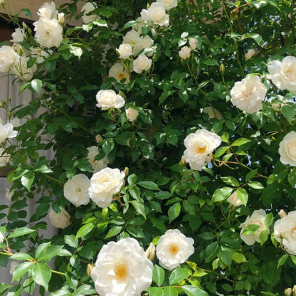 🌹 Mixed-color Climbing Rose—Year-Round Blooming Flower Seeds (UK Imported)