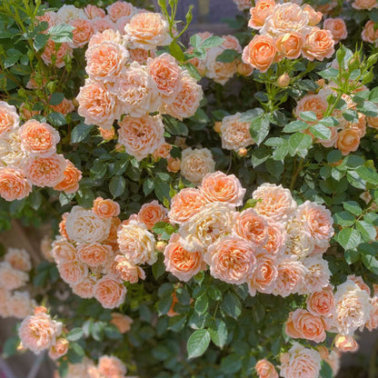 🌹 Mixed-color Climbing Rose—Year-Round Blooming Flower Seeds (UK Imported)