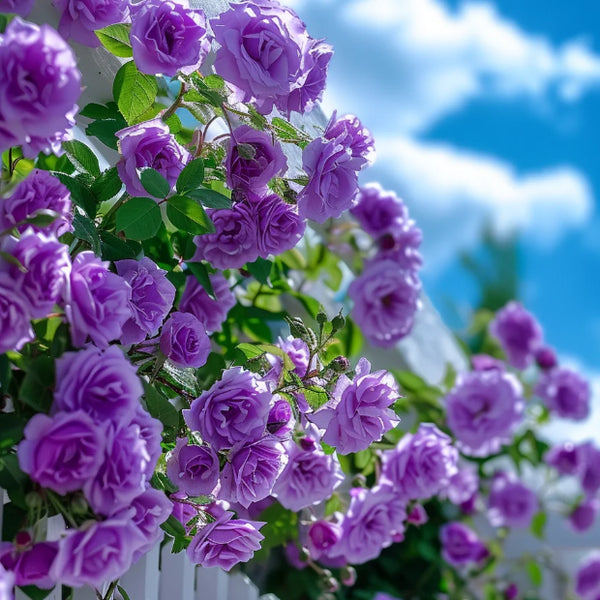 🌹 Mixed-color Climbing Rose—Year-Round Blooming Flower Seeds (UK Imported)