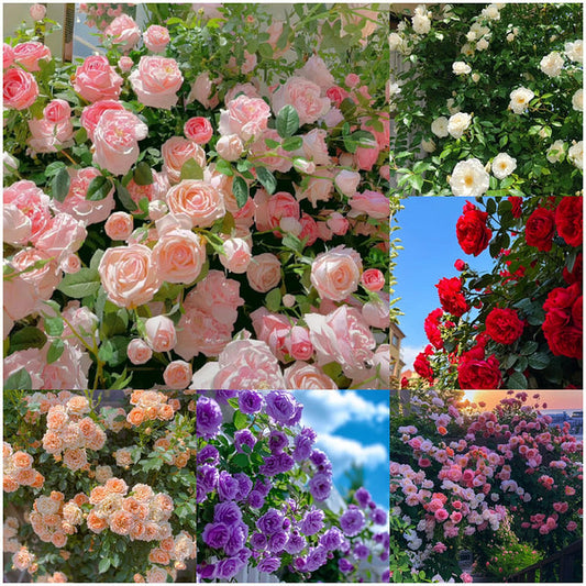 🌹 Mixed-color Climbing Rose—Year-Round Blooming Flower Seeds (UK Imported)