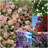🌹 Mixed-color Climbing Rose—Year-Round Blooming Flower Seeds (UK Imported)