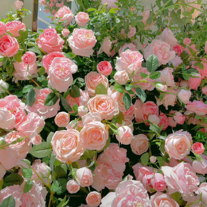 🌹 Mixed-color Climbing Rose—Year-Round Blooming Flower Seeds (UK Imported)