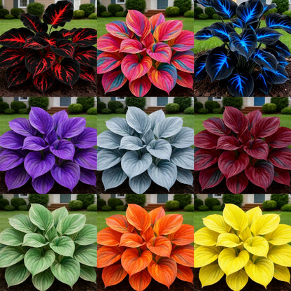 Rare Multicolor Hosta Seed + 100 Grams Organic Potmix Free