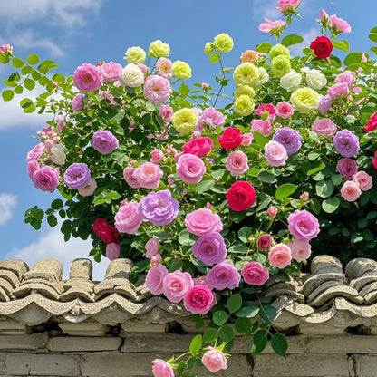 🌹 Mixed-color Climbing Rose—Year-Round Blooming Flower Seeds (UK Imported)