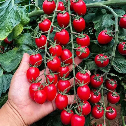 Premium Waterfall Tomato Seeds - High-Yield Cascading Cherry Tomatoes for Hanging Baskets & Balconies