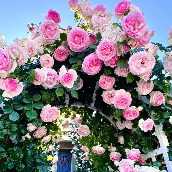 🌹 Mixed-color Climbing Rose—Year-Round Blooming Flower Seeds (UK Imported)