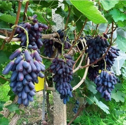 [SEEDS ONLY] Premium Sweet Sapphire Seedless Grape Seeds – Hybrid Black Sharad Vine for Garden & Balcony