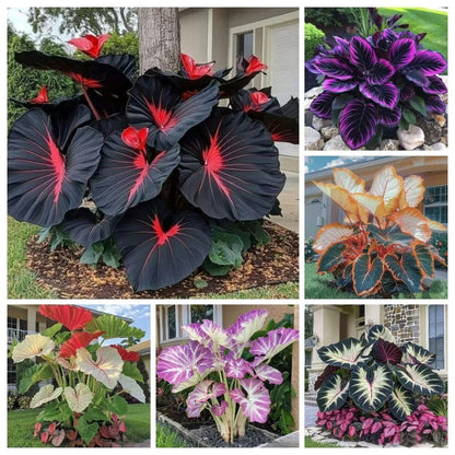 Black Hosta Seeds + 100 grams Organic Pot mix Free