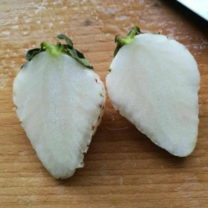 Rare Milk Strawberry Seeds ( Pack of 20) + Plant Growth Serum Free