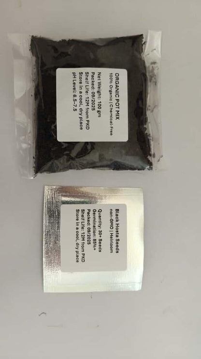 Black Hosta Seeds + 100 grams Organic Pot mix Free