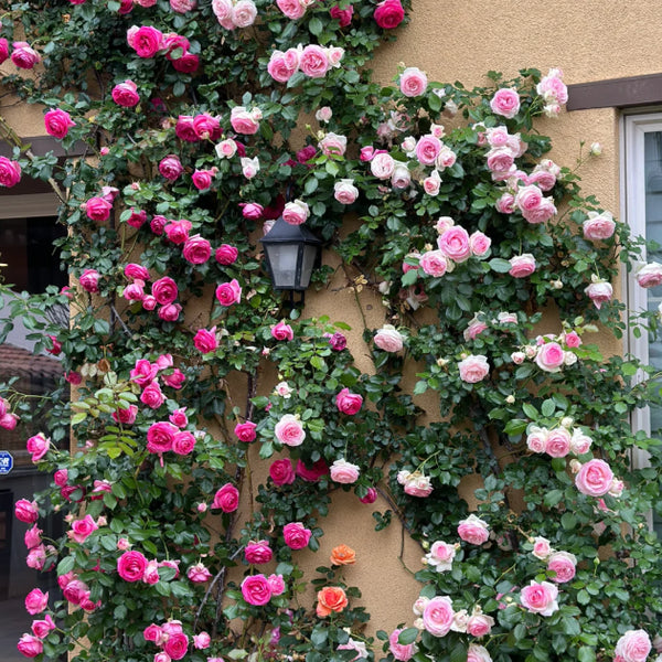 🌹 Mixed-color Climbing Rose—Year-Round Blooming Flower Seeds (UK Imported)