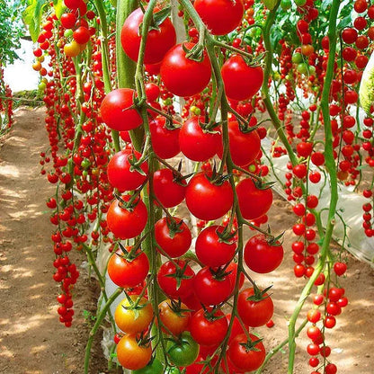 Premium Waterfall Tomato Seeds - High-Yield Cascading Cherry Tomatoes for Hanging Baskets & Balconies