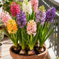 Bi-Color Mutation Hyacinth Bulbs Seeds