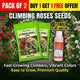 Elegant Climbing Rose Flower Seeds - BUY 1 PACK, GET 1 PACK FREE!