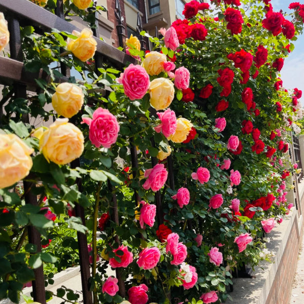 🌹 Mixed-color Climbing Rose—Year-Round Blooming Flower Seeds (UK Imported)
