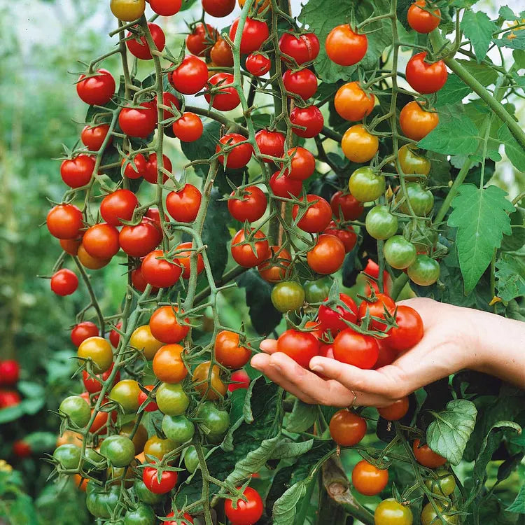 Premium Waterfall Tomato Seeds - High-Yield Cascading Cherry Tomatoes for Hanging Baskets & Balconies
