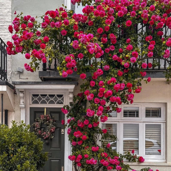 🌹 Mixed-color Climbing Rose—Year-Round Blooming Flower Seeds (UK Imported)