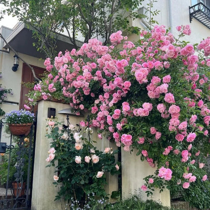 🌹 Mixed-color Climbing Rose—Year-Round Blooming Flower Seeds (UK Imported)