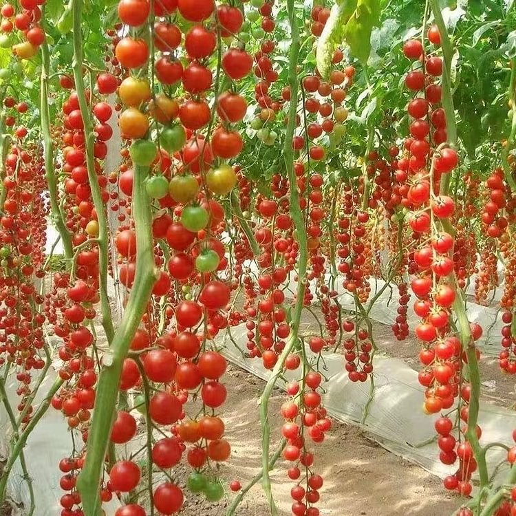 Premium Waterfall Tomato Seeds - High-Yield Cascading Cherry Tomatoes for Hanging Baskets & Balconies