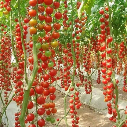 Premium Waterfall Tomato Seeds - High-Yield Cascading Cherry Tomatoes for Hanging Baskets & Balconies