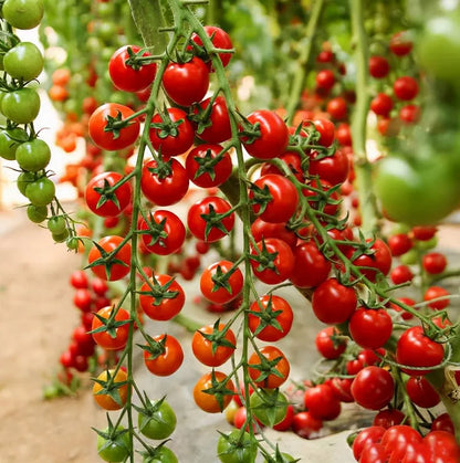 Premium Waterfall Tomato Seeds - High-Yield Cascading Cherry Tomatoes for Hanging Baskets & Balconies