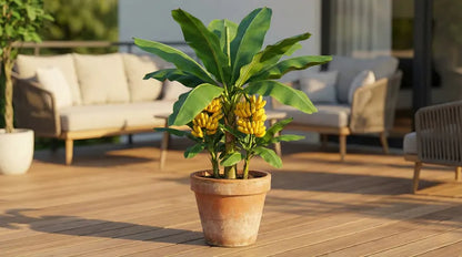 Magical Frost-Resistant Dwarf Banana: The -20°C High-Yield Variety for Your Home Balcony