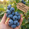 Giant Blueberry Fruit Seeds|🫐 Flat 50% Saving🫐
