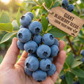 Giant Blueberry Fruit Seeds|🫐 Flat 50% Saving🫐
