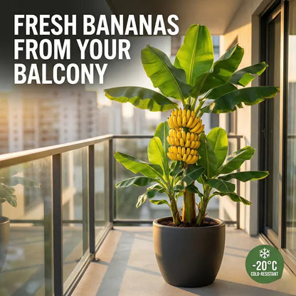 Magical Frost-Resistant Dwarf Banana: The -20°C High-Yield Variety for Your Home Balcony