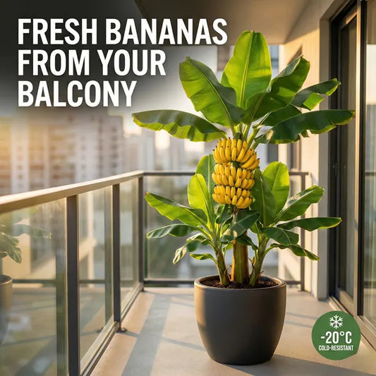 Magical Frost-Resistant Dwarf Banana: The -20°C High-Yield Variety for Your Home Balcony