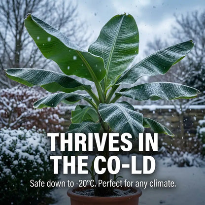 Magical Frost-Resistant Dwarf Banana: The -20°C High-Yield Variety for Your Home Balcony