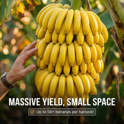 Magical Frost-Resistant Dwarf Banana: The -20°C High-Yield Variety for Your Home Balcony