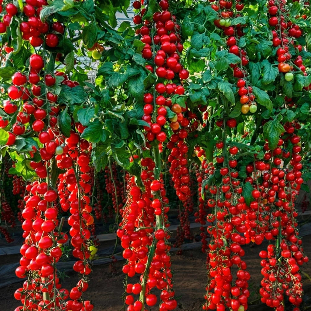 Premium Waterfall Tomato Seeds - High-Yield Cascading Cherry Tomatoes for Hanging Baskets & Balconies
