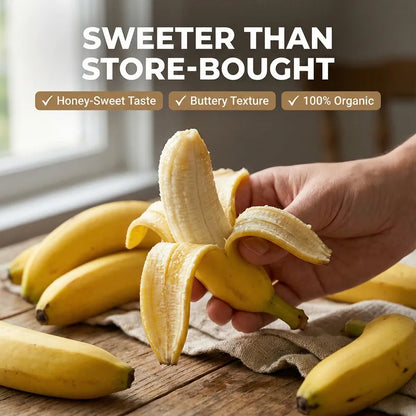 Magical Frost-Resistant Dwarf Banana: The -20°C High-Yield Variety for Your Home Balcony