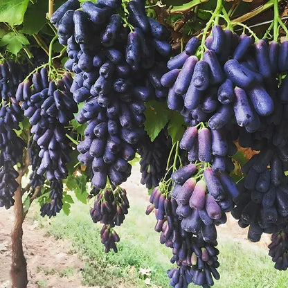 [SEEDS ONLY] Premium Sweet Sapphire Seedless Grape Seeds – Hybrid Black Sharad Vine for Garden & Balcony