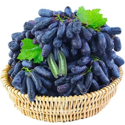 [SEEDS ONLY] Premium Sweet Sapphire Seedless Grape Seeds – Hybrid Black Sharad Vine for Garden & Balcony